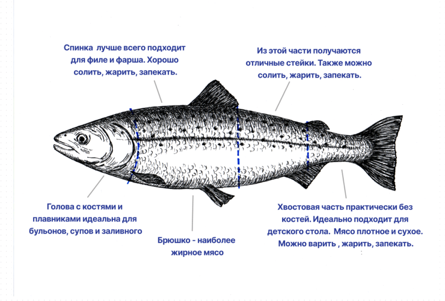 Схема разделки лосося